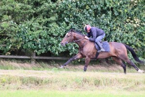 Pledge Of Honour - supported at Newmarket