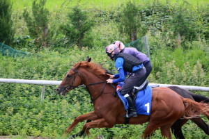 Sharp Distinction working with an older horse