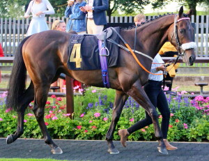 Dancinginthewoods - runs at Ascot