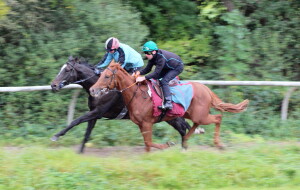 Sharp Distinction (Robert Winston) nearside