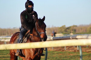 The Buratino being ridden