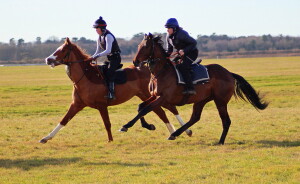 The Buratino cantering upsides on the grass