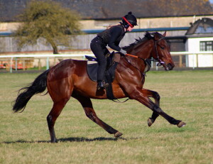 Buratino 2yo cantering on Racecourse Side