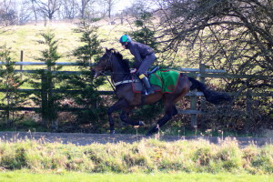 Dancinginthewoods cantering this morning