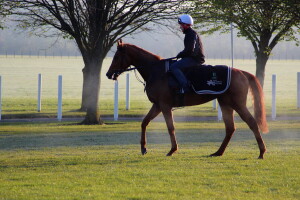 Sharp Distinction cooling down after work