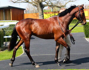 Taritino walking around the Newbury paddock before racing