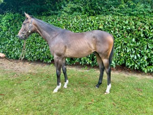 Cracksman x To The Moon