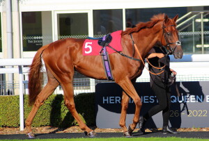 Sharp Distinction - runs at Kempton