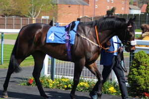 Dancinginthewoods - runs at Newmarket
