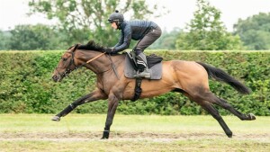 Mercian Prince - running at Newton Abbot