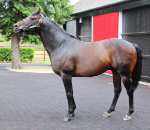Twilight Song at Cheveley Park Stud