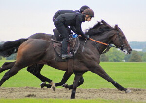 Dancinginthwoods - runs at Haydock