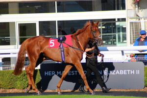 Sharp Distinction in the Sandown Paddock