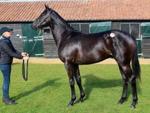 Lot 1724: Al Wukair x Maqam