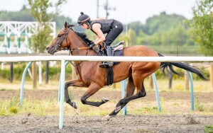 Twilight Bay - runs at Newcastle