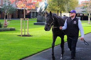 Al Wukair colt in the Ascot pre-parade