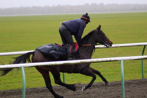 Dancinginthewoods - each-way claims at Southwell