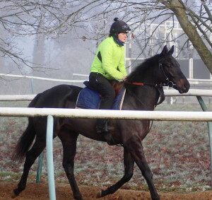 Al Wukair 2yo colt in the trotting ring