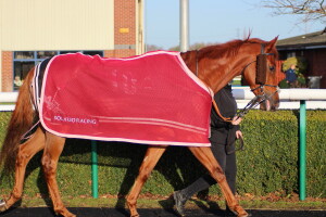 Sharp Distinction - runs in the opener at Lingfield
