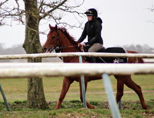 Sharp Distinction trotting