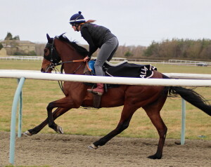 Taritino cantering