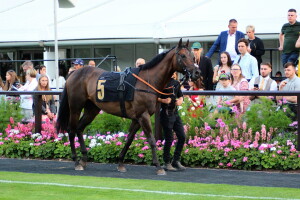 Dancinginthewoods - runs at Southwell