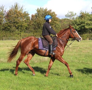 The Masar being ridden in the field