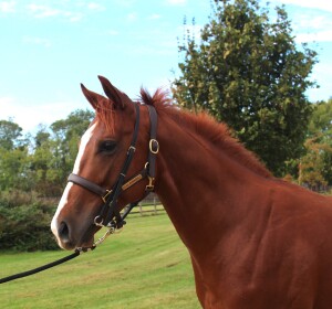 The good-looking Masar