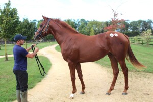Masar x Diamond Run