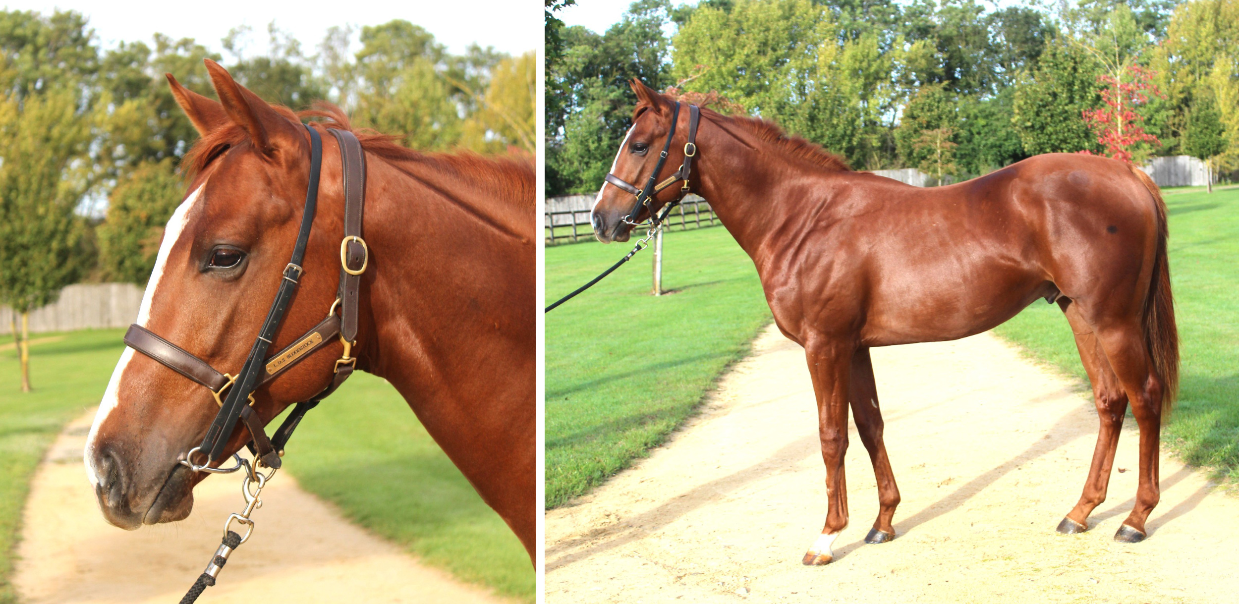 horses-masar-x-diamond-run