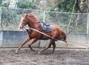 Masar colt on the lunge