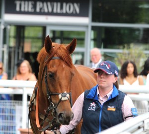 Sharp Distinction in the paddock